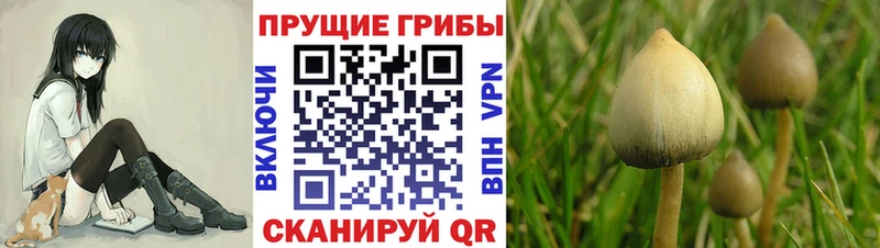 Галлюциногенные грибы мицелий  Луга 