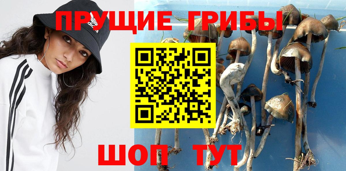 Луга  Псилоцибиновые грибы MAGIC MUSHROOMS  Вход с VPN 